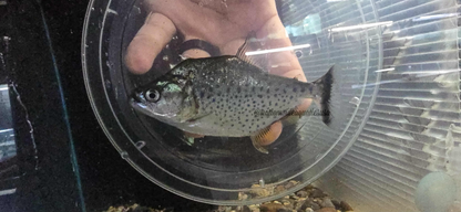 Serrasalmus irritans 5”