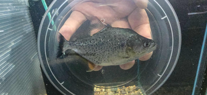 Serrasalmus irritans 5”