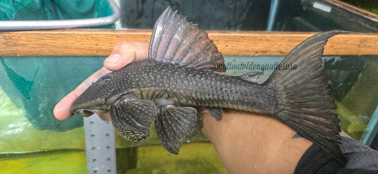 Hypostomus Regani