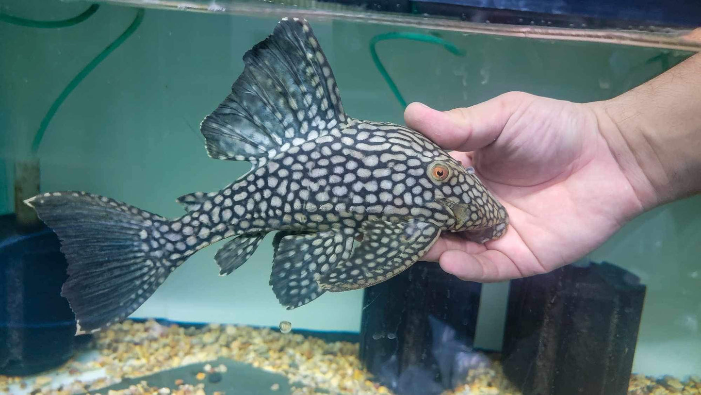 L330 Fully Spotted Watermelon Royal Pleco 10”