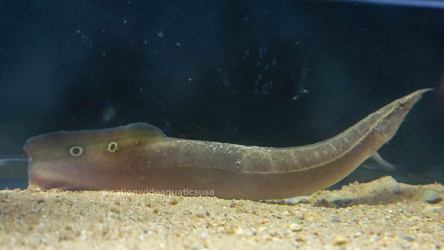 Macrognathus siamensis XL Red tailed spiny eel