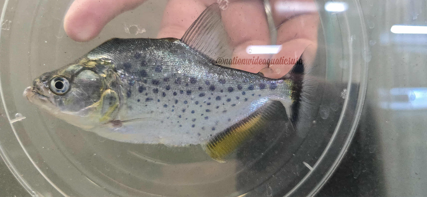 Serrasalmus irritans  4"-4.25"