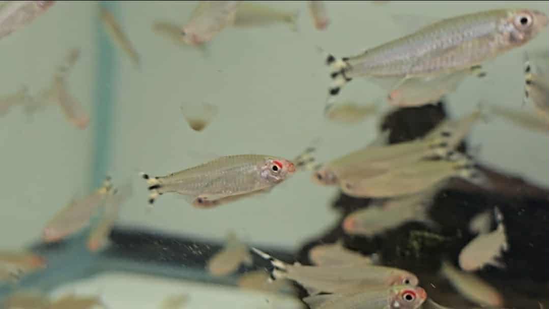 Rummynose Tetra (Petitella bleheri)