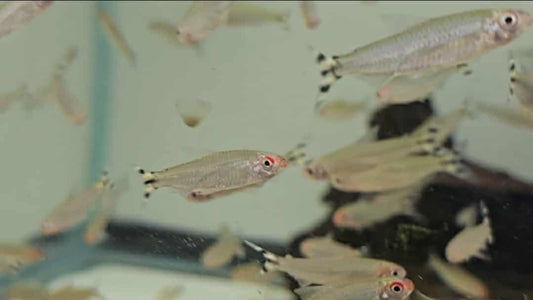 Rummynose Tetra (Petitella bleheri)