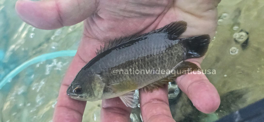 Ctenopoma petherici (Petherics bushfish)