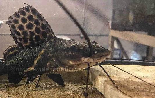 Sailfin Pim (Leiarius pictus)