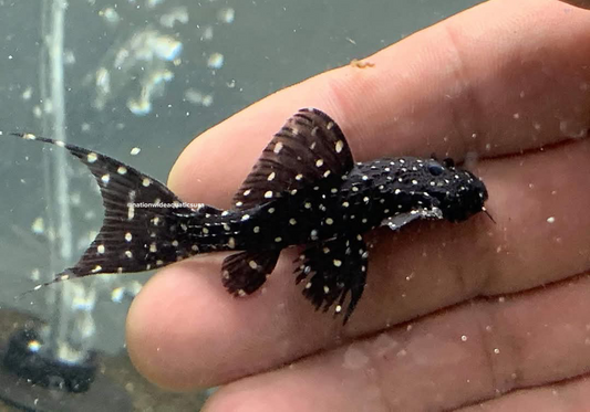 Pseudacanthicus sp. L452 
Mustang cactus pleco 1.”