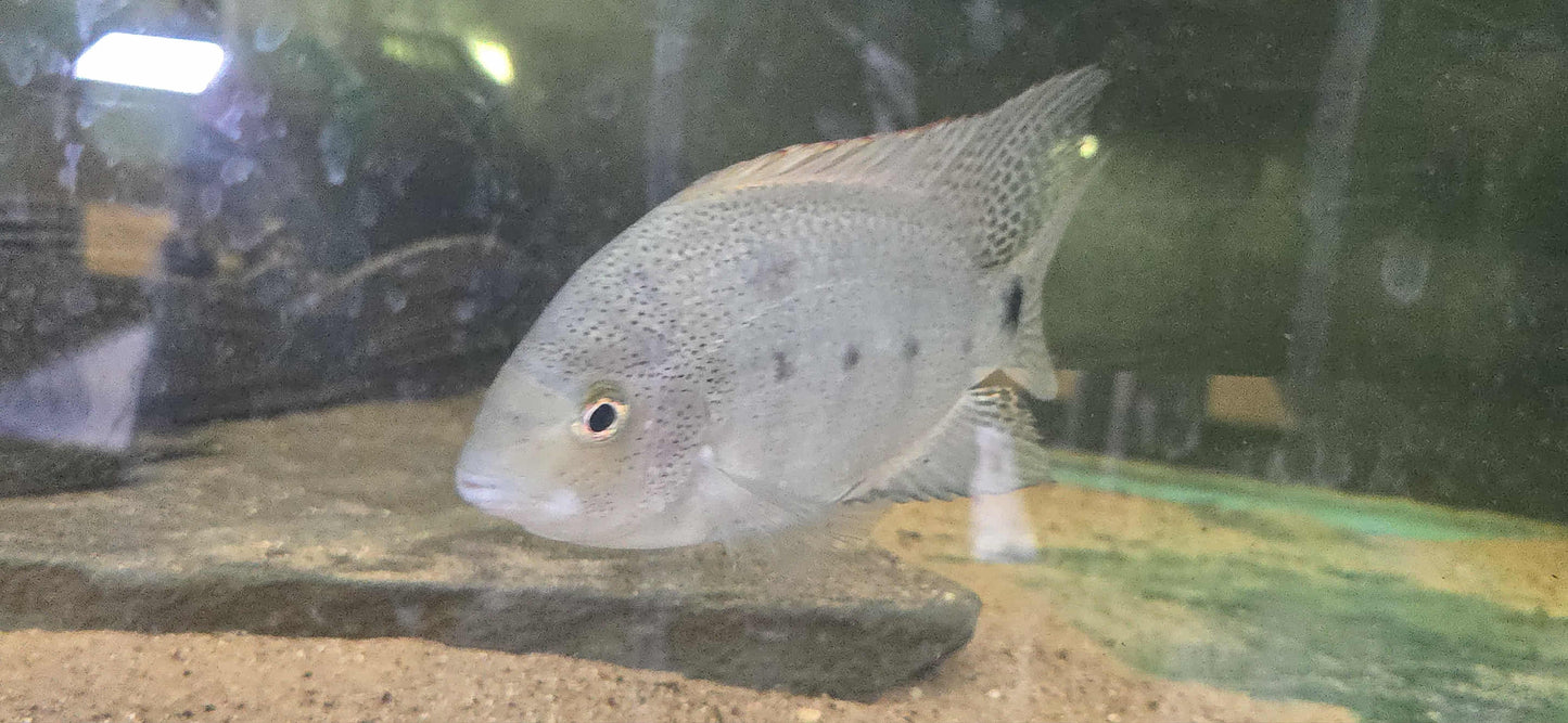 Vieja argentea - Silver Cichlid