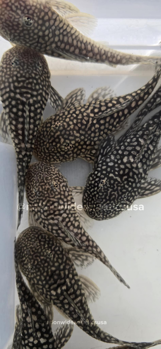 Slate Pleco (Pseudancistrus Genisetiger) 4 pack
