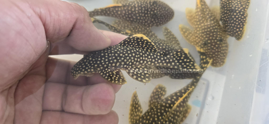 L018 Gold Nugget Pleco (Baryancistrus xanthellus)