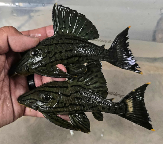 L191 Dull Eyed Royal Pleco (Panaque cf. nigrolineatus)