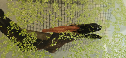 Bamboo Shrimp(Atyopsis moluccensis) 10 pack read description**