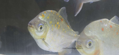 XL Silver Dollar  (MIX OF SPECIES)
*Read description*