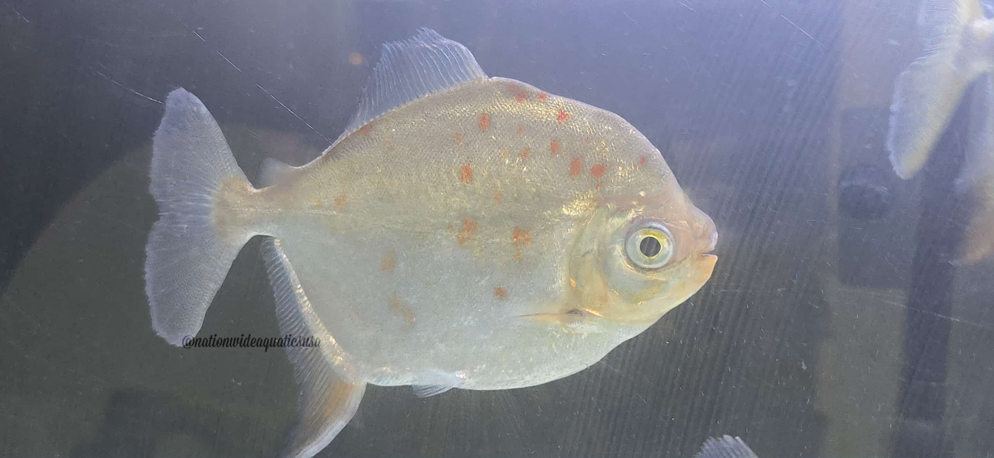 XL Silver Dollar  (MIX OF SPECIES)
*Read description*