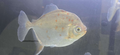 XL Silver Dollar  (MIX OF SPECIES)
*Read description*