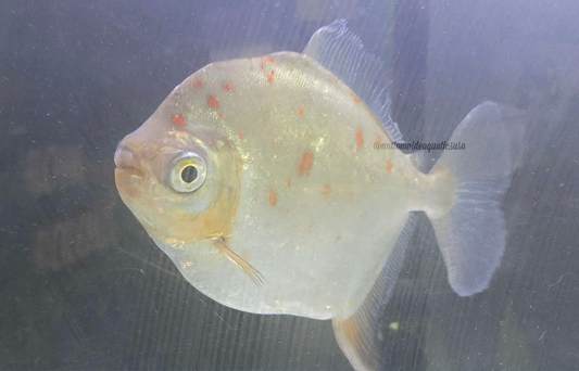 XL Silver Dollar  (MIX OF SPECIES)
*Read description*