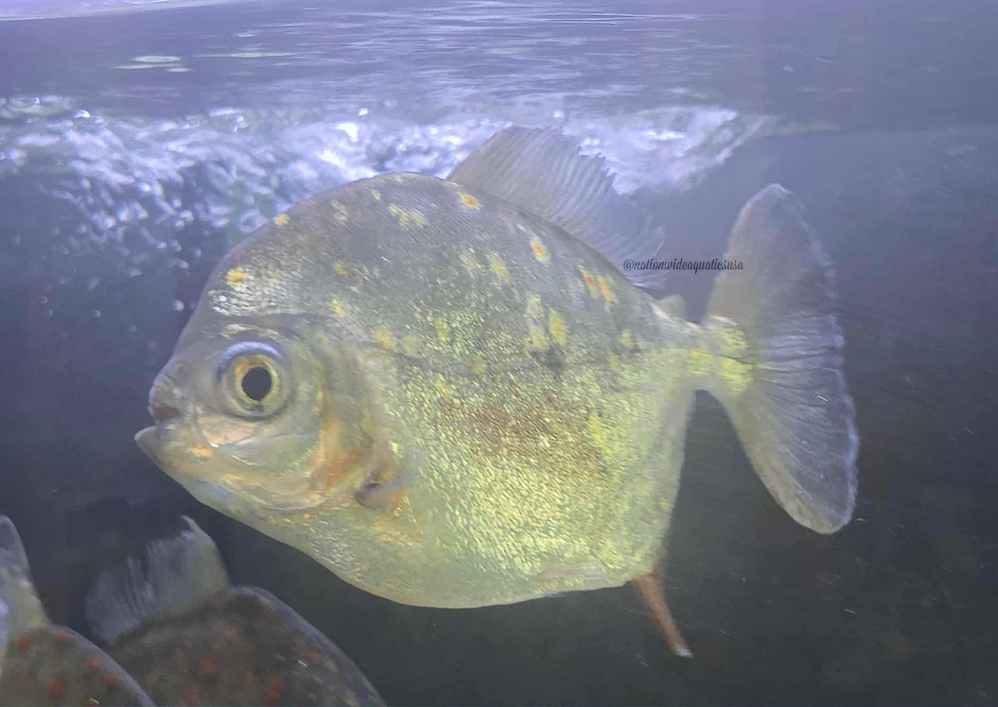 XL Silver Dollar  (MIX OF SPECIES)
*Read description*