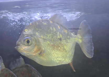 XL Silver Dollar  (MIX OF SPECIES)
*Read description*