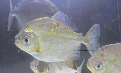 XL Silver Dollar  (MIX OF SPECIES)
*Read description*