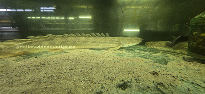 Guinean bichir - Polypterus ansorgii  XXL