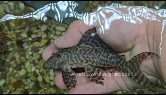 L351 Sachamama Pleco