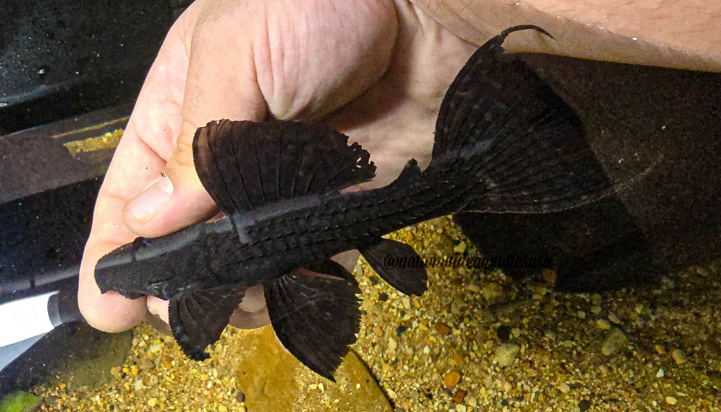 L185 The evil cactus pleco(Pseudacanthicus nyktos)