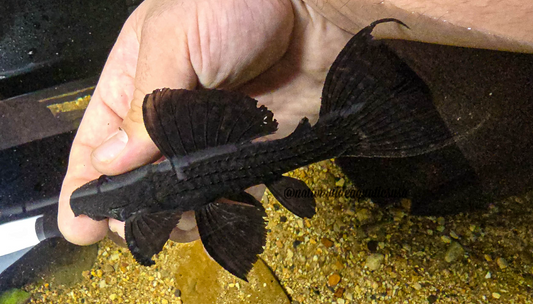 L185 The evil cactus pleco(Pseudacanthicus nyktos)