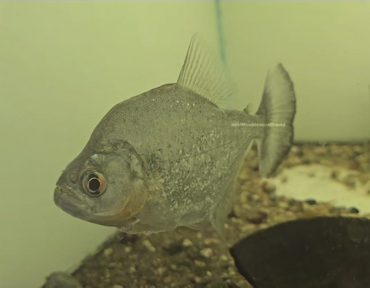 Serrasalmus rhombeus 
Rio negro diamond 4”-5”