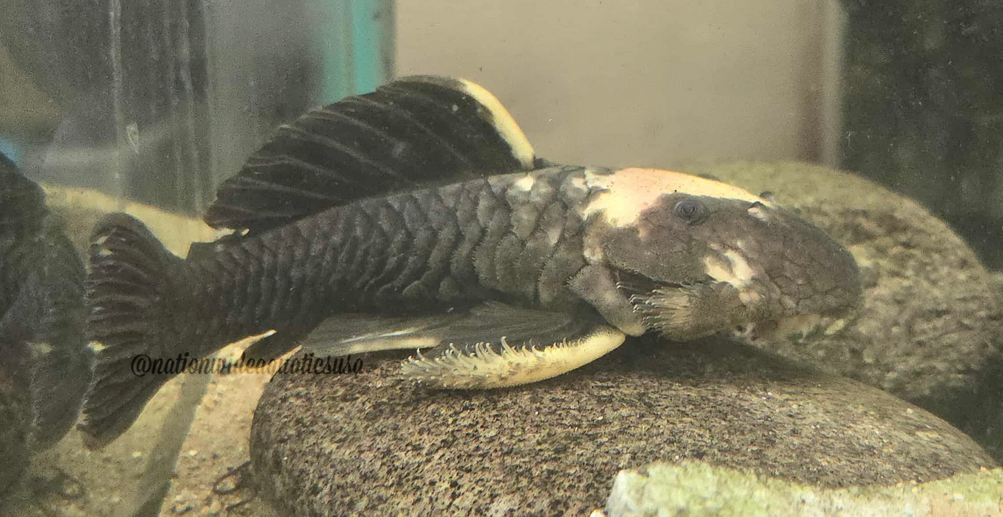 Gold Chubby Pleco (Parancistrus aurantiacus)