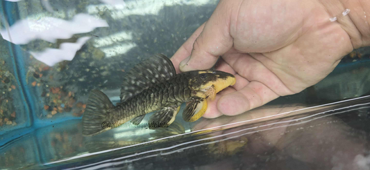 Gold Chubby Pleco (Parancistrus aurantiacus) Small
