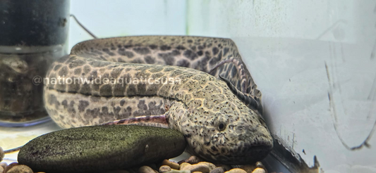 Marbled Lungfish (Protopterus aethiopicus)