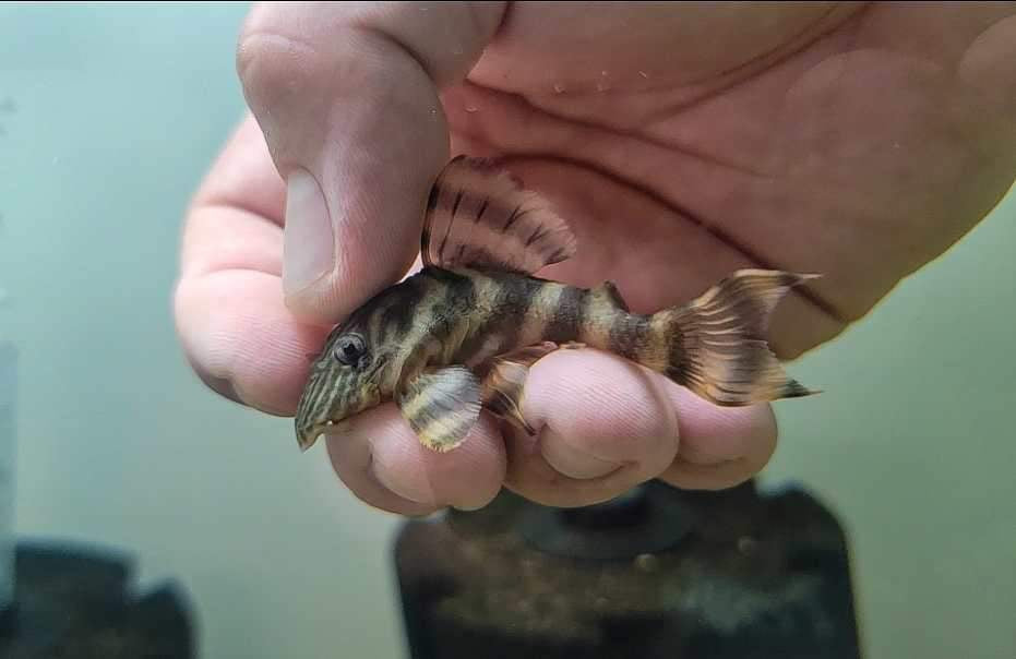 L002 Tiger pleco