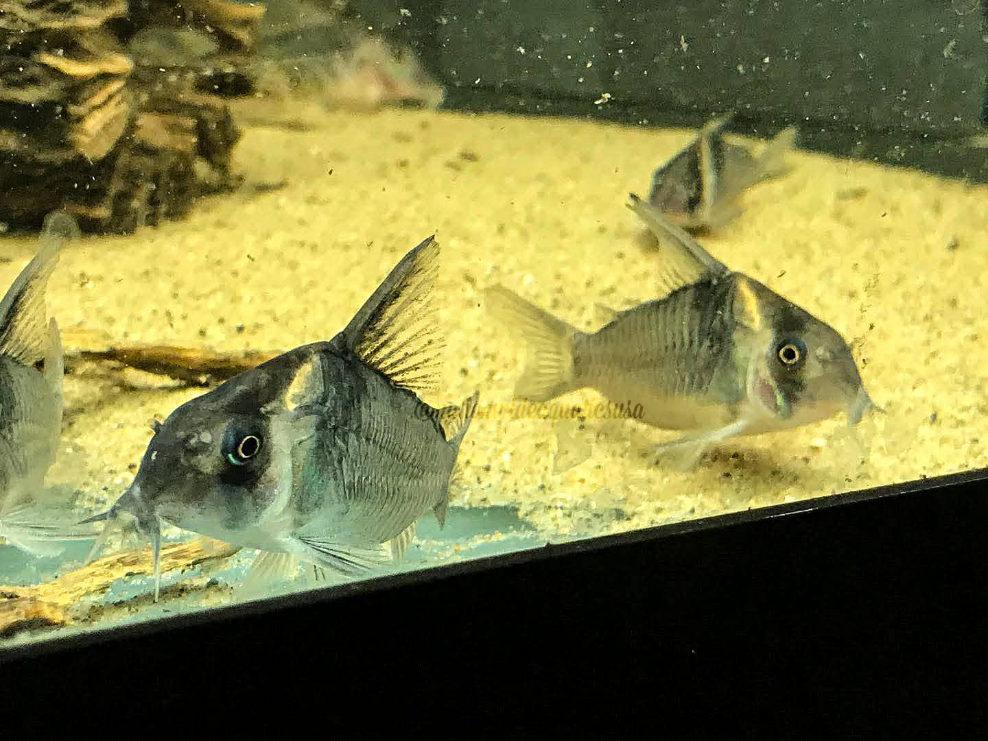 CW045 Colossus Cory (Hoplisoma colossus) 10 pack