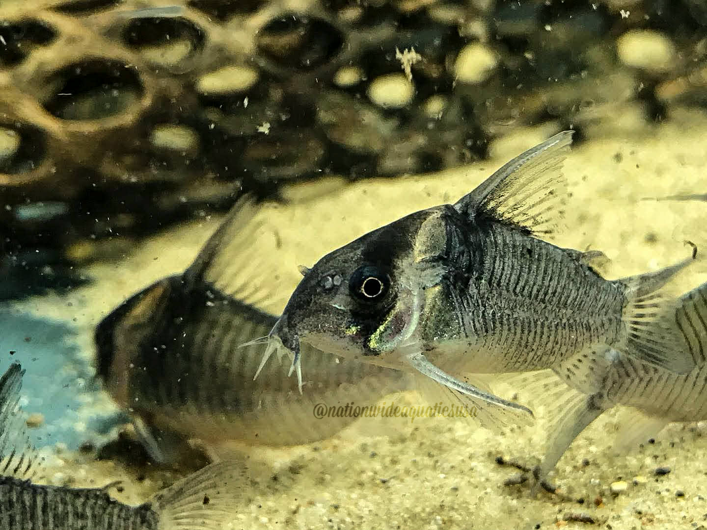 CW045 Colossus Cory (Hoplisoma colossus) 10 pack