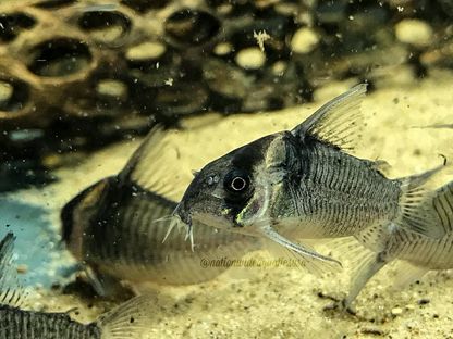 CW045 Colossus Cory (Hoplisoma colossus) 10 pack