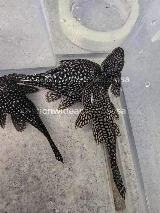 Slate pleco (pseudancistrus genisetiger)