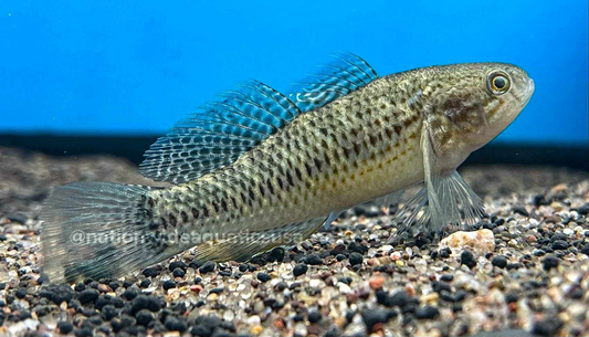 Fat Sleeper Goby (Dormitator maculatus)