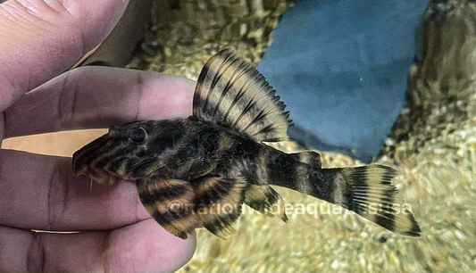 L306 Blood Red Tiger Pleco (Panaqolus claustellifer)