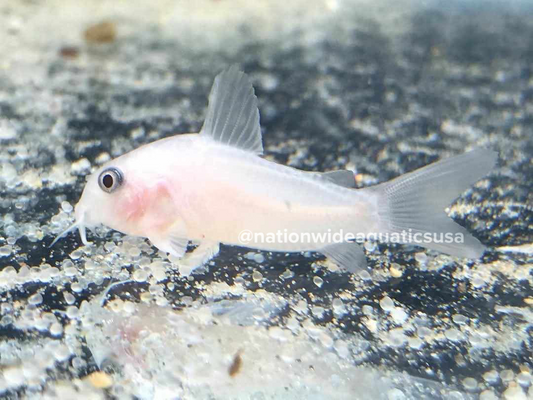 Snow White Panda Corydoras (corydoras panda “leucistic”)