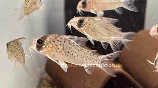 Fairy corydoras (Hoplisoma atropersonatu)