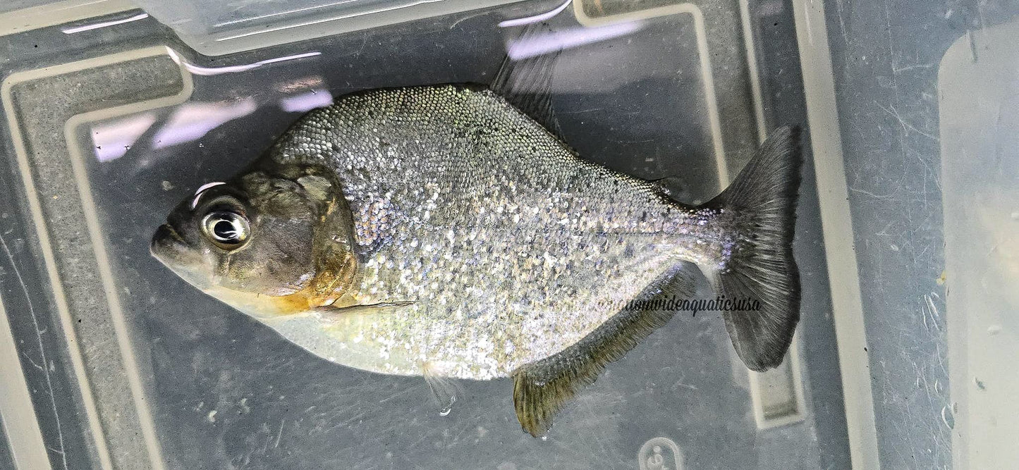 Serrasalmus altispinis