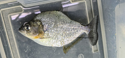 Serrasalmus altispinis