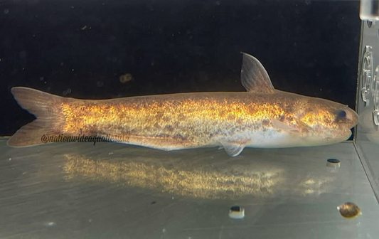 Cetopsis orinoco
