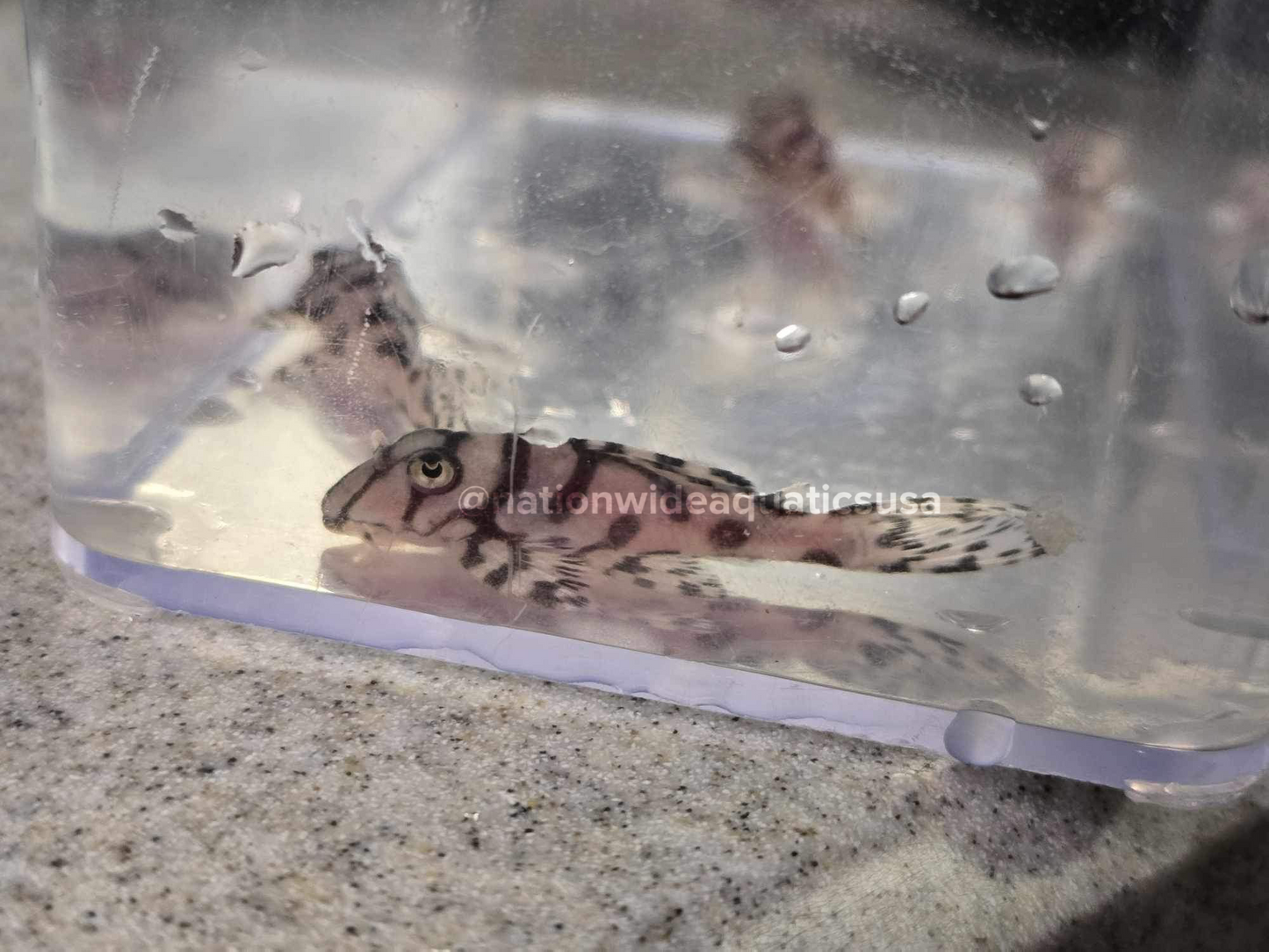 Hypancistrus sp. L236 Super White Juvenile 1.5” +/- 5 pack