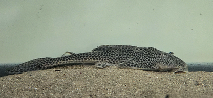 Isorineloricaria Spinosissima LG