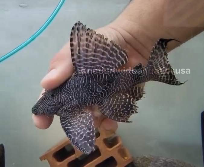 L453 King Arabesque / Moa Pleco (Panaqolus sp. L453)