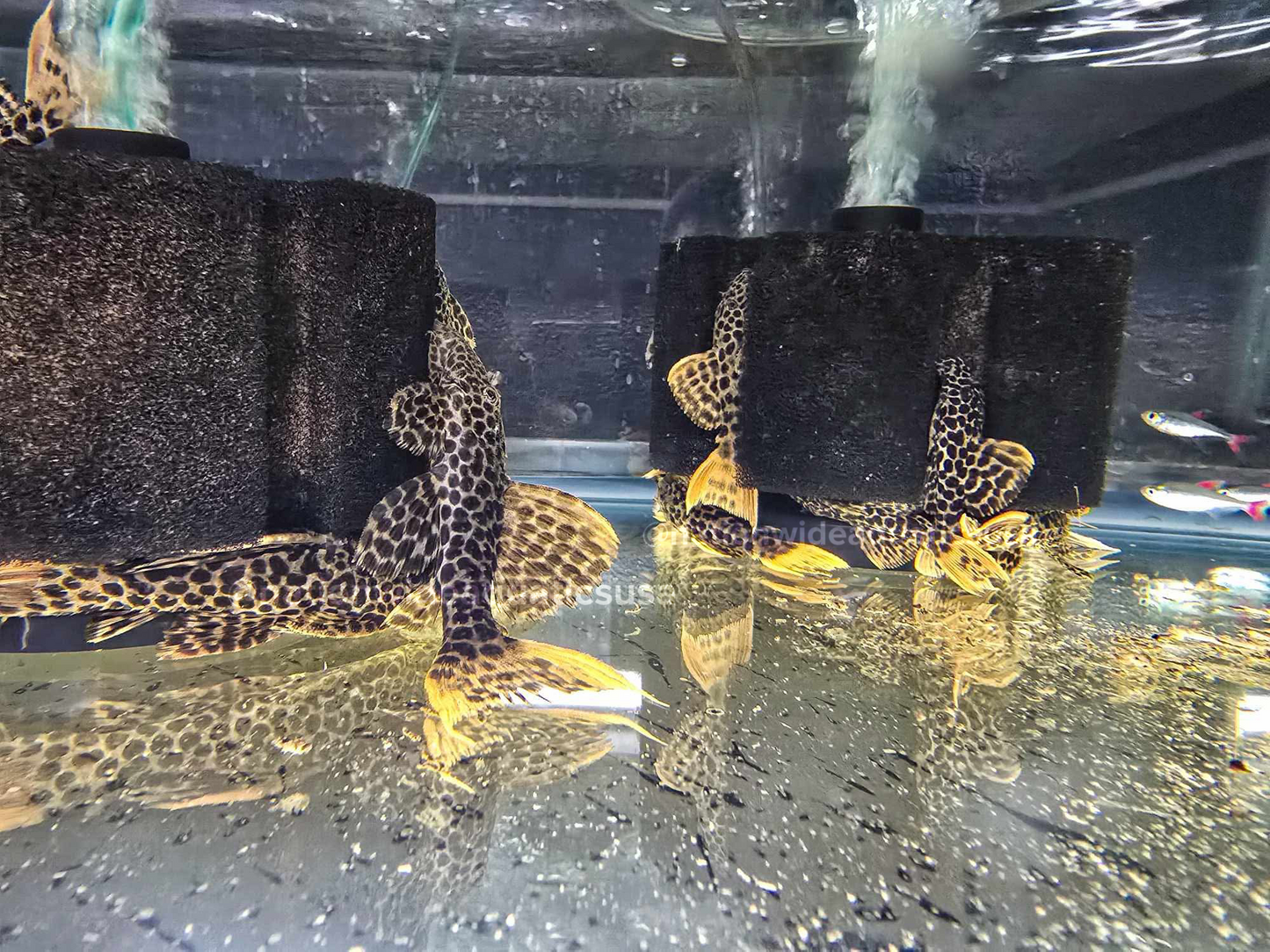 L114 Leopard Cactus Pleco (Pseudacanthicus leopardus) Small