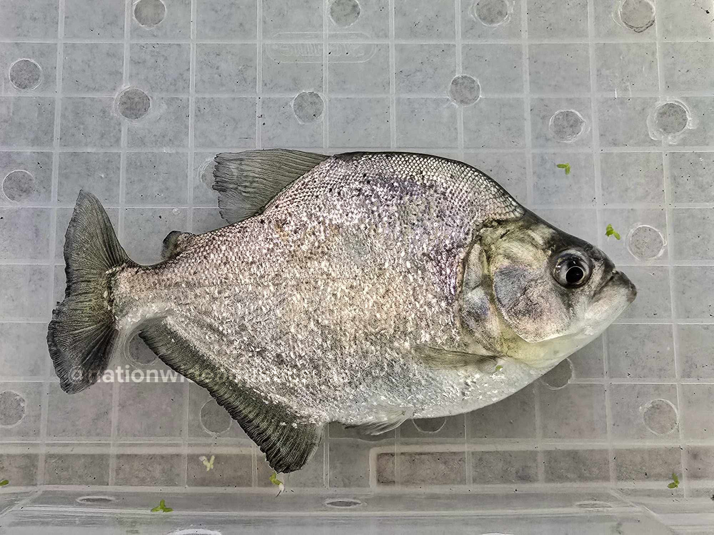 Serrasalmus brandtii
24k gold piranha 8” 6B