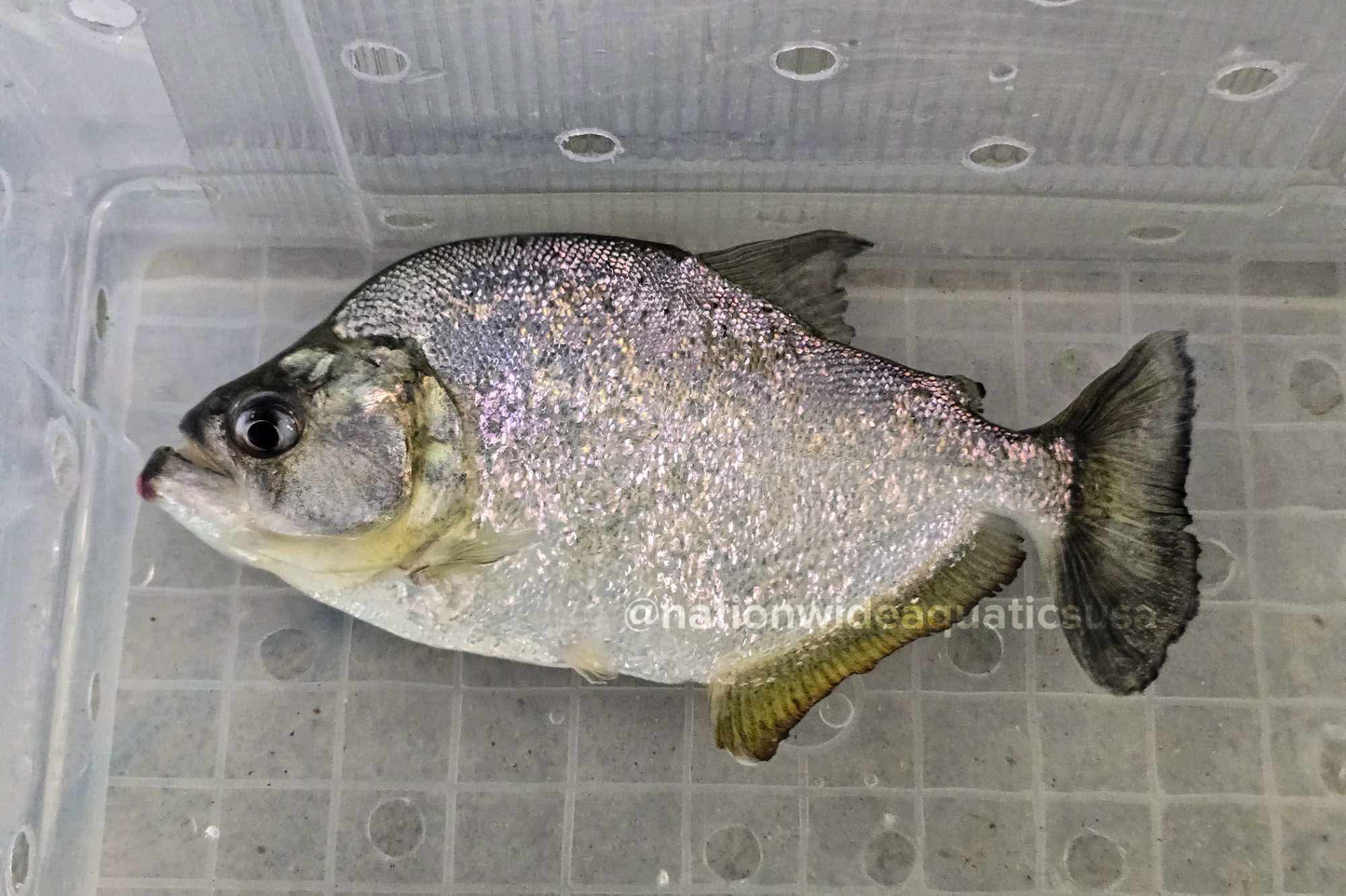 Serrasalmus brandtii
24k gold piranha 8.5” 10B