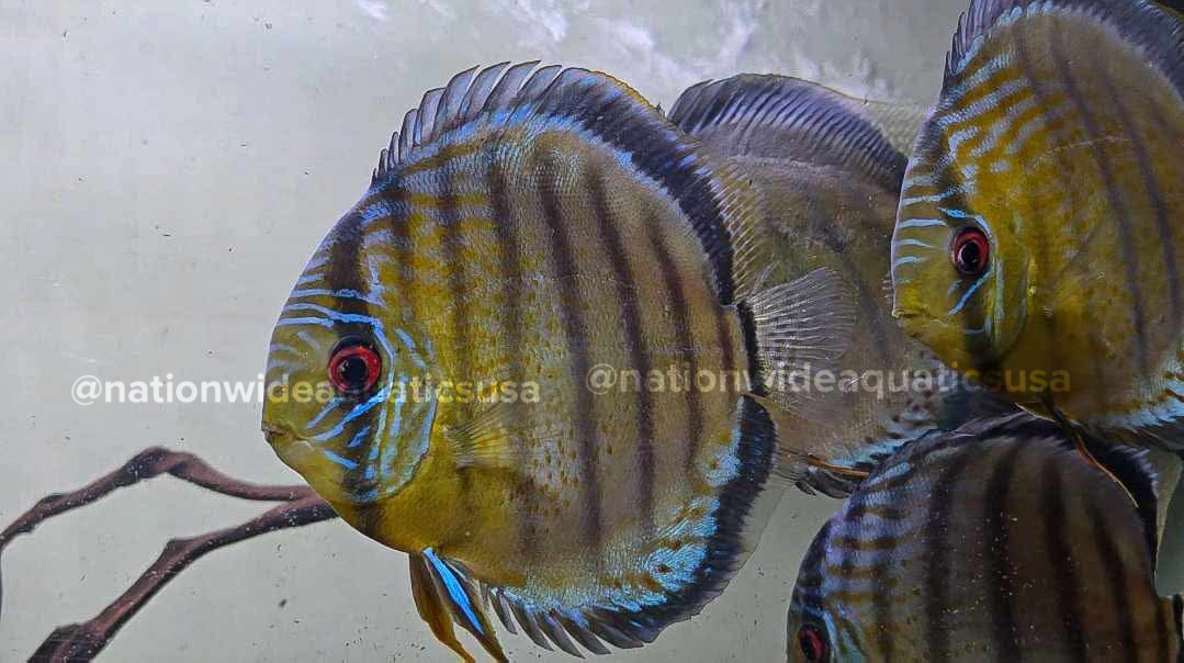 Symphysodon tarzoo
Red spotted green discus